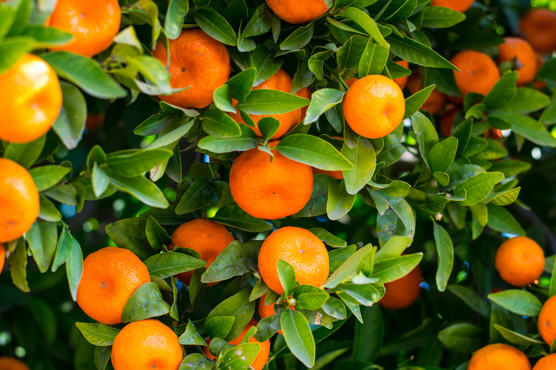 Ripe Citrus Fruits with Green Leaves